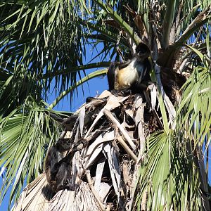 Mexican Spider Monkeys