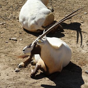 Arabian Oryx
