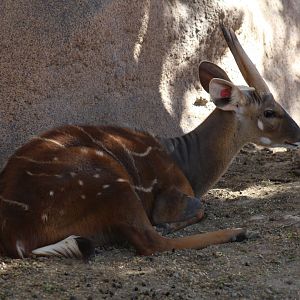 West African Bushbuck