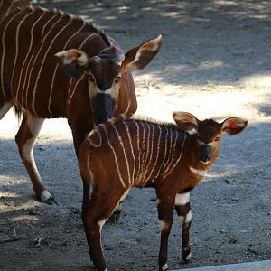 Eastern Bongo & Calf