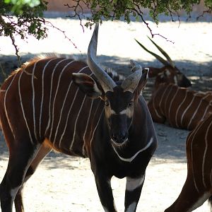 Eastern Bongo