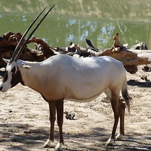 Arabian Oryx