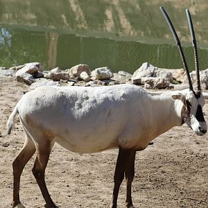 Oryx with Capped Horns