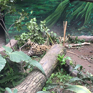 Clouded leopard scent mark and play