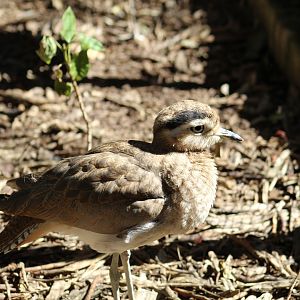 Peruvian Thick-Knee