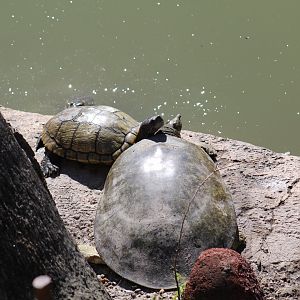 Turtle IDs?
