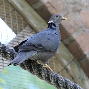 Andean Band-Tailed Pigeon