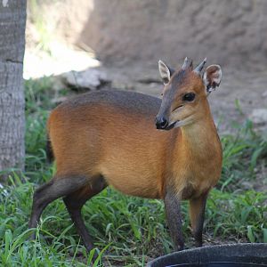 Red-Flanked Duiker