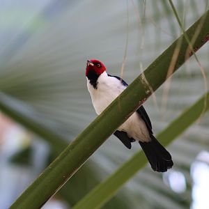 Red-Capped Cardinal