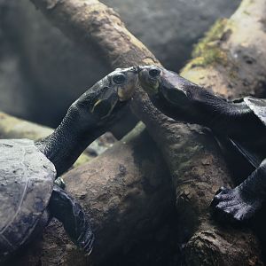 Yellow-spotted Amazon river turtles