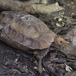Home's hingebacked tortoise