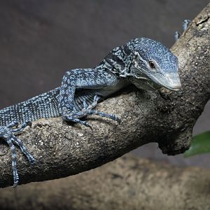 Blue-spotted tree monitor