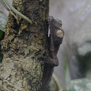 Giant leaf-tailed gecko