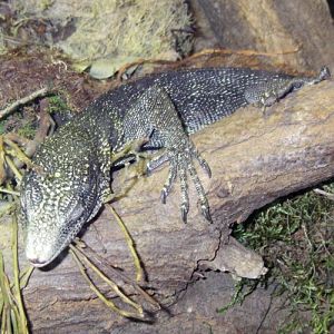 Varanus Boehmei (11-8-13 Zoo De Plzen)