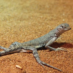Zebra-tailed lizard - Callisaurus draconoides