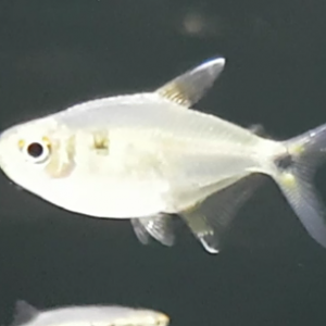 Hemigrammus ocelifer