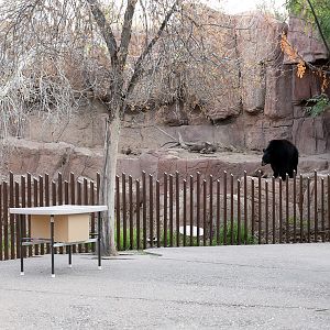 black bear exhibit