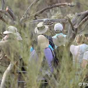 raptor demo - gray hawk over visitors