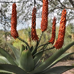 bitter aloe in bloom