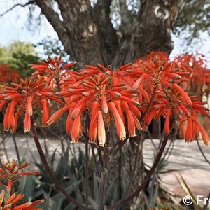 coral aloe in bloom