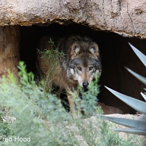 mexican wolf (male)