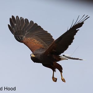 harris hawk with transmitter