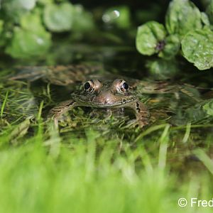 lowland leopard frog (Rana yavapaiensis)