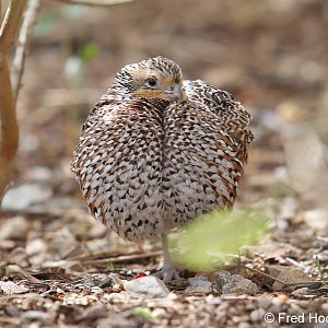 masked bobwhite quail (female)