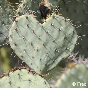 heart-shaped prickly pear cactus