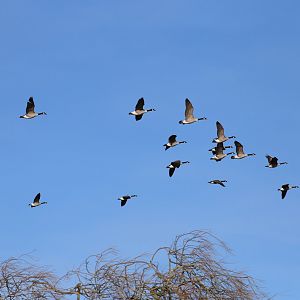 Canada Geese flying over Slimbridge