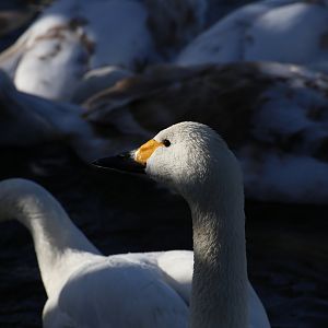 Bewick swan