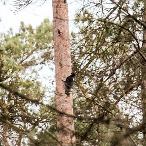 Black woodpecker, Dryocopus martius martius