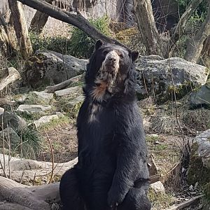 Andean bear 06/03/18