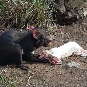 Tasmanian devil feeding time March 18