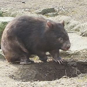 Common wombat 06/03/18