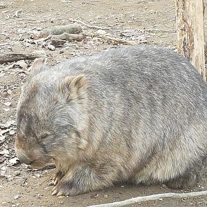 Another wombat March 18