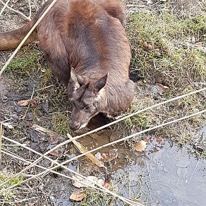 Eastern Wallaroo March 18