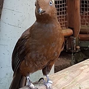 Female Cock of the rock