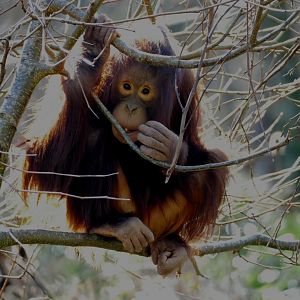 Tatty, Bornean Orangutan, March 2018