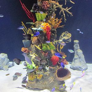 saltwater tank