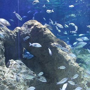 large ocean tank