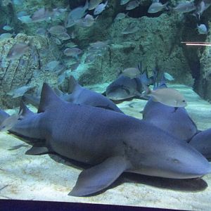 nurse sharks