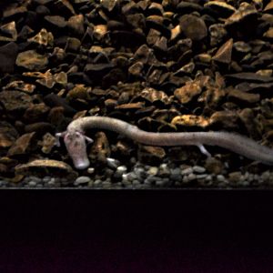 Olm, Proteus Vivarium, Postojna - 06/03/18