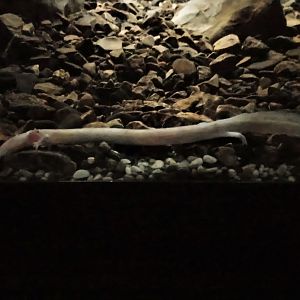 Olm, Proteus Vivarium, Postojna - 06/03/18