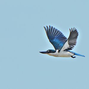Blue & white kingfisher in Flores