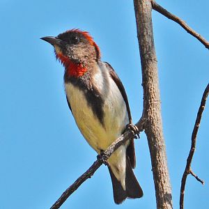 Flowerpecker. Flores