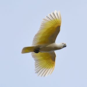 Sulphur-crested cockatoo