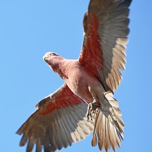 Galah