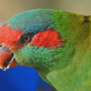 Musk lorikeet