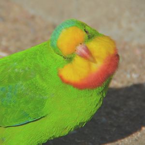 Male superb parrot